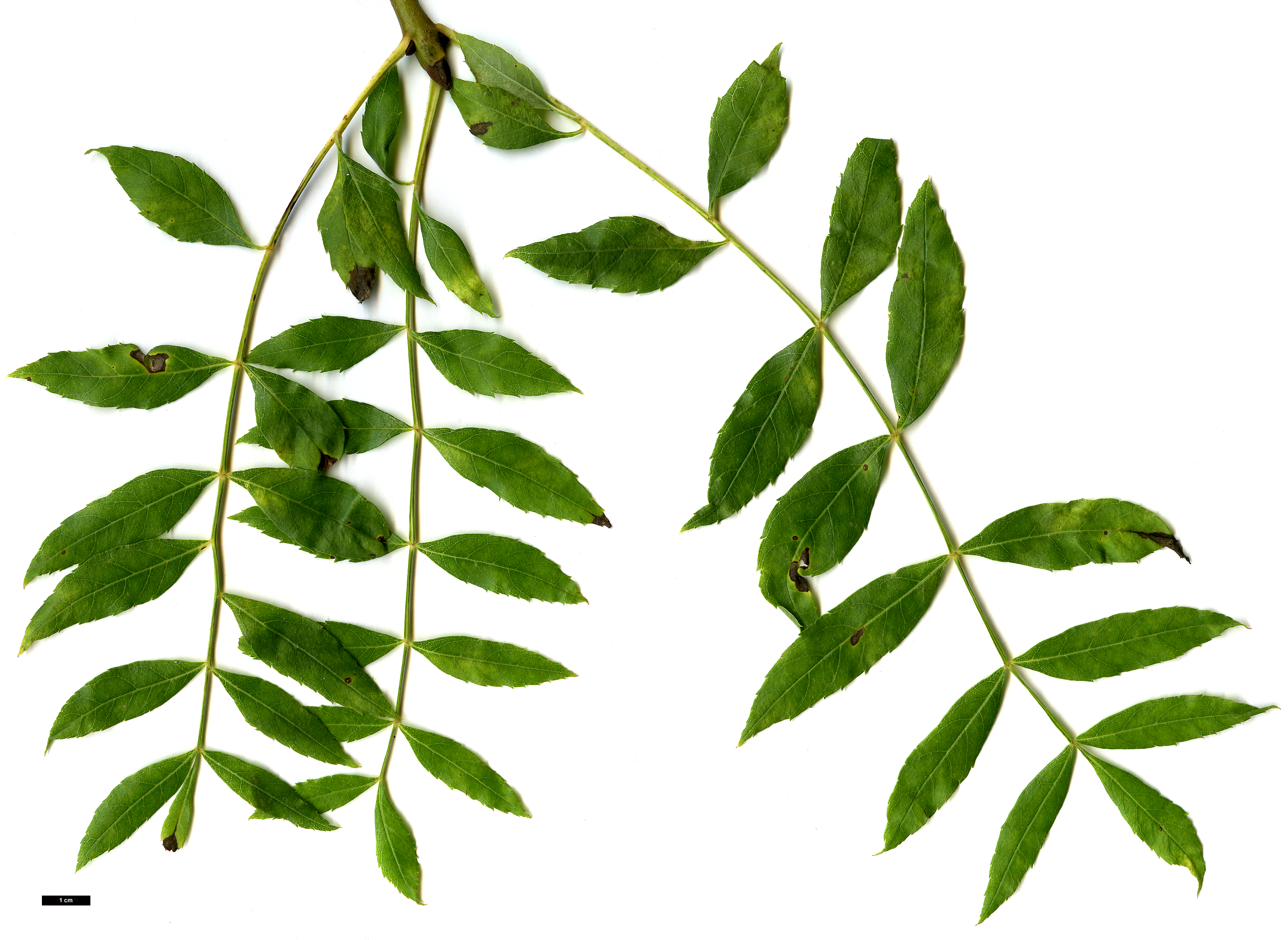 High resolution image: Family: Oleaceae - Genus: Fraxinus - Taxon: angustifolia - SpeciesSub: 'Aurea Pendula'